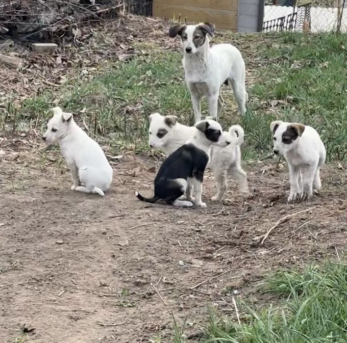 Срочно ищем дом для 4 щенков и их мамы.
