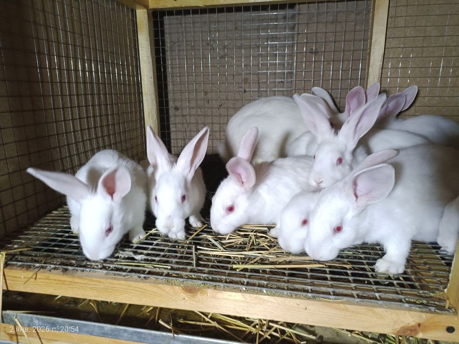 Srochno Quyonlar sotilati.