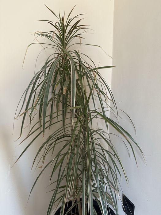 Фитодизайнер / Интерьерный озеленитель