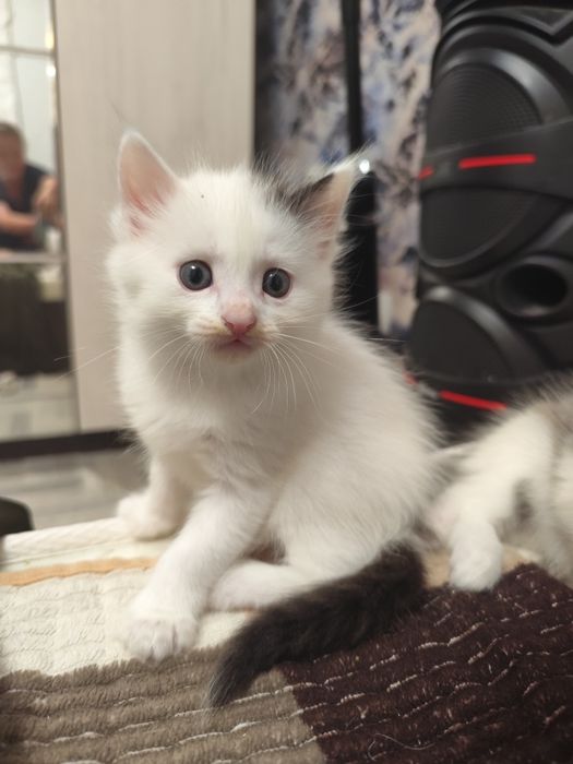 Котята бесплатно