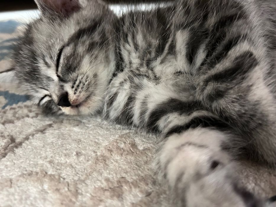 Кошка 2 месячная