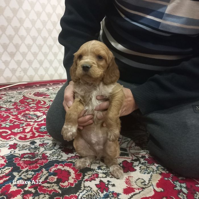 спаниеьл  овчи кучук сотилади эркаг