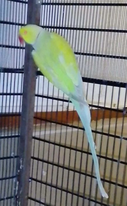 Papagali Micu Alexandru