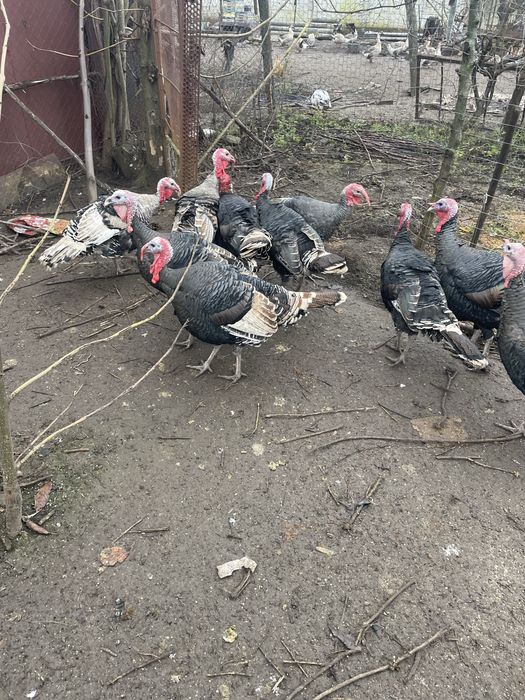 10 Curcani tineri ,de anul acesta,250 ron bucata daca se iau toti!