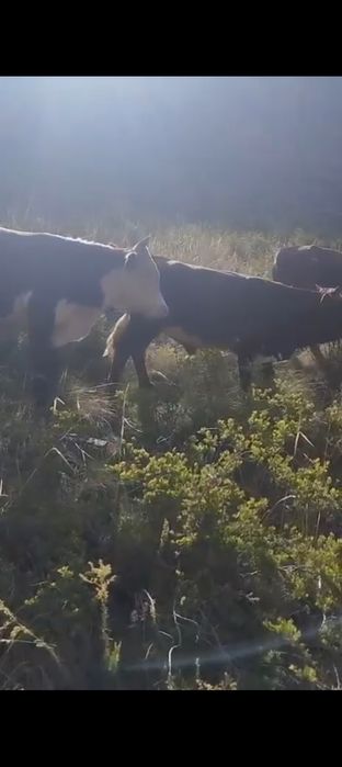 Букалар 25бас 360000