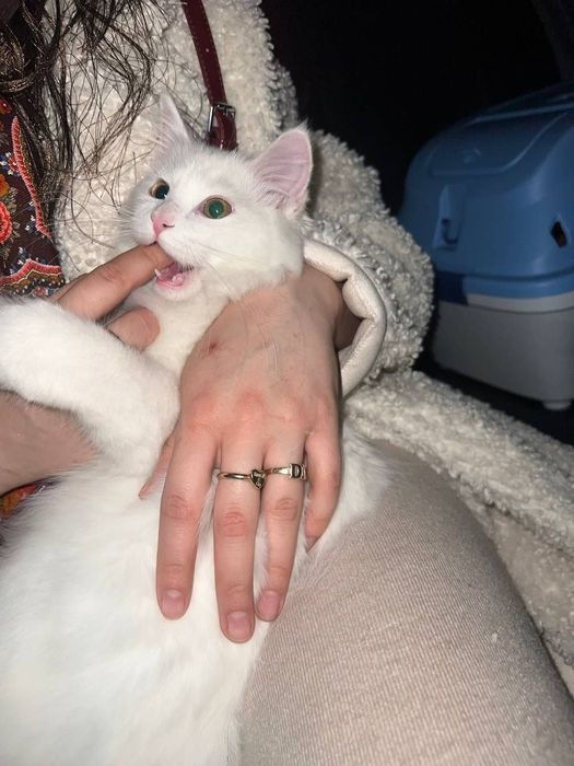 Chap tomonda erkak jinsiy olatni tuzilishi ogriq