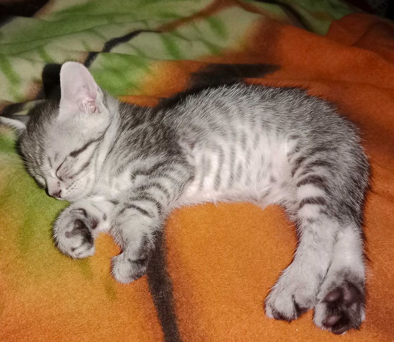 Отдам котёнка. Котята. Даром