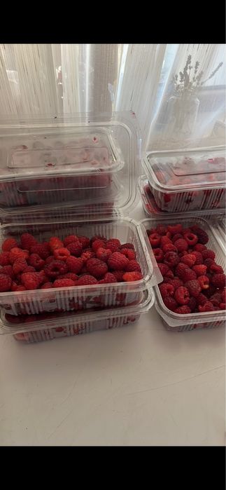 Vand butasi de zmeura Polka