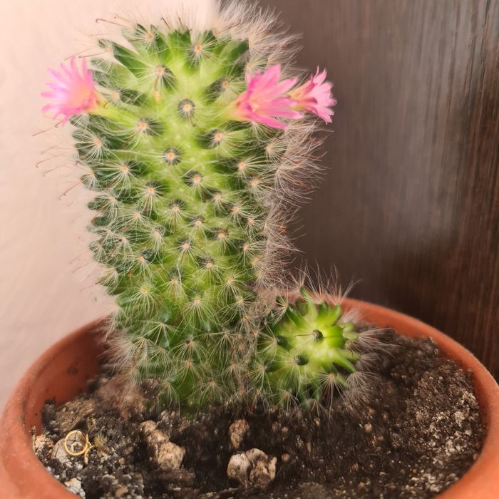 Кактусы  для дома