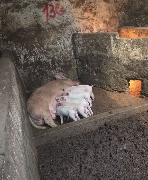 Продам месячных поросят