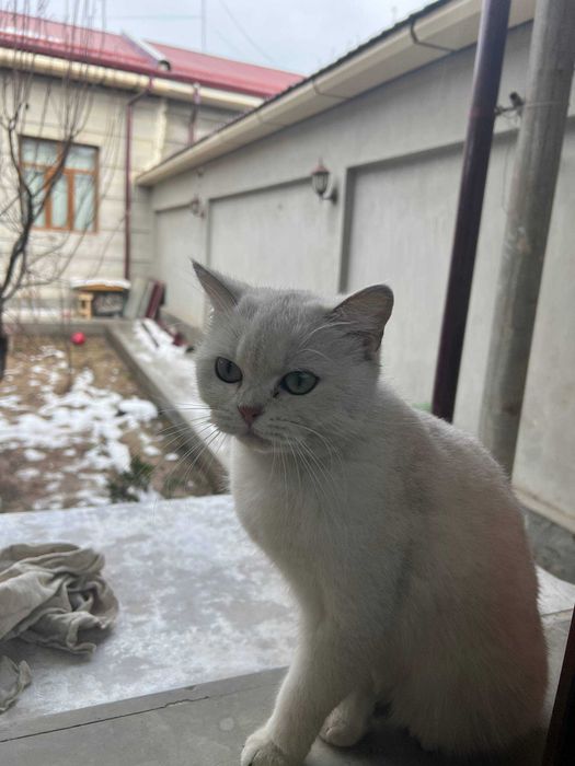 mushuk Britanskiy shinshilla chinchilla