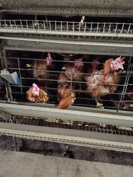 Кокошки носачки ярки