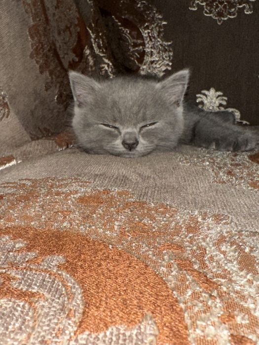 Британски котенок