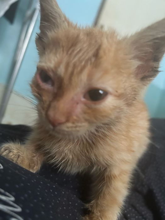 Отдается котенок в добрые руки