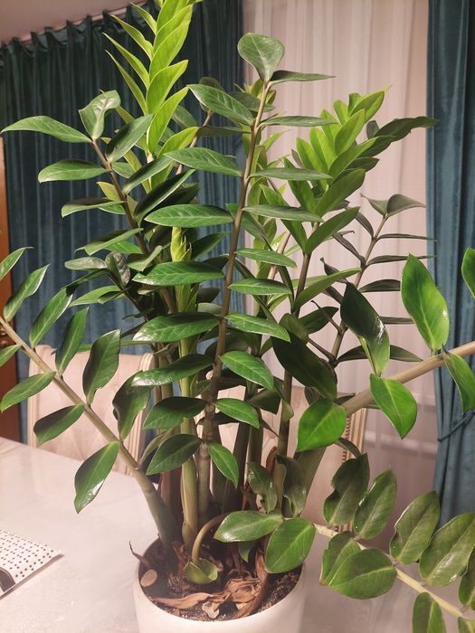 Долларовое дерево