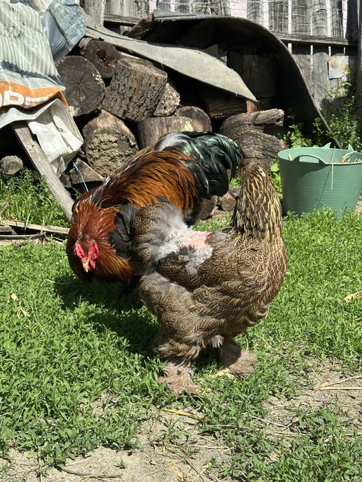 Disponibila pereche brahma potarnichiu
