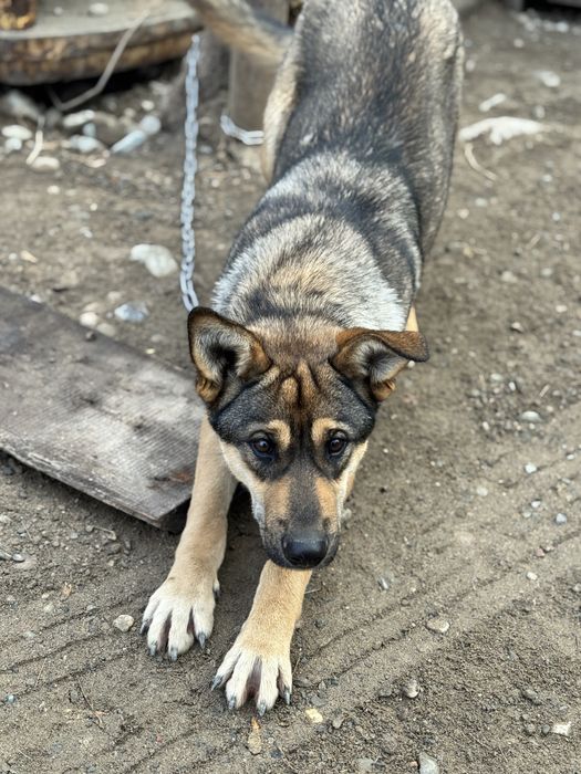 Собка-девочка Альфа ищет семью.