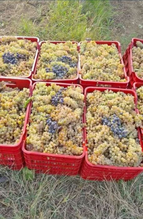 Vand struguri pentru vin