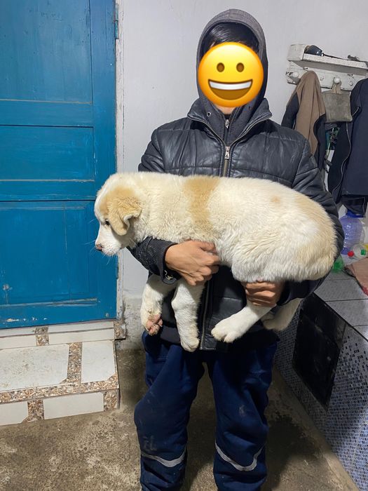 Алабай күшік сатылады