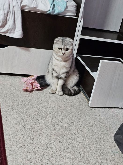 Шотландская кошка.