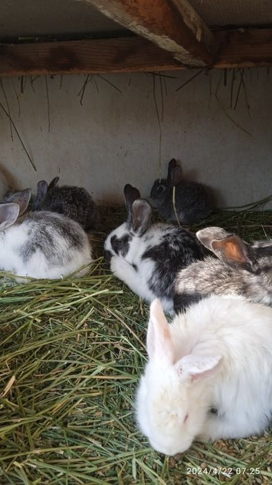 Кральчата виликаны прадам месячные