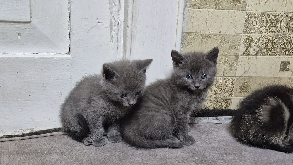 ОТДАМ КОТЯТ В хорошие руки