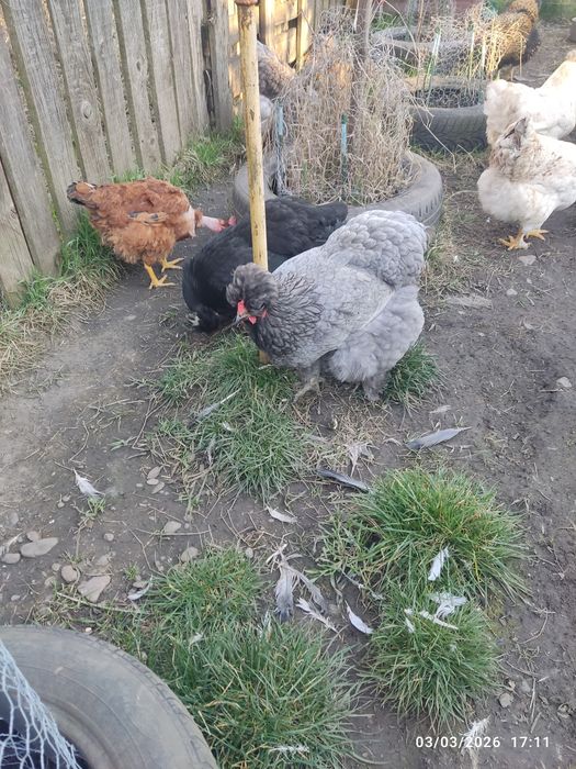 Vând ouă de conciate