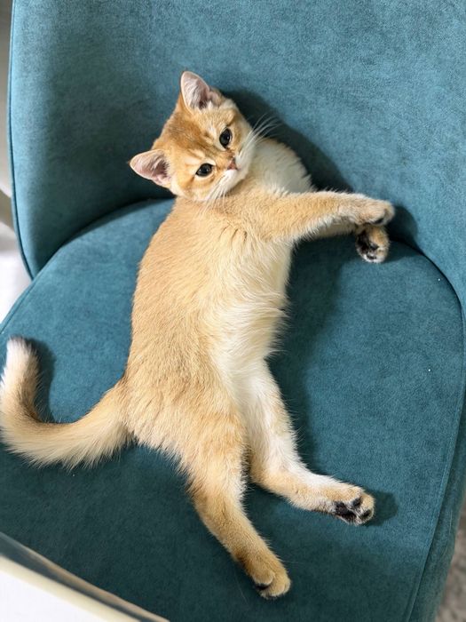 Золотая шиншилла ny11 очень ласковая и игривая