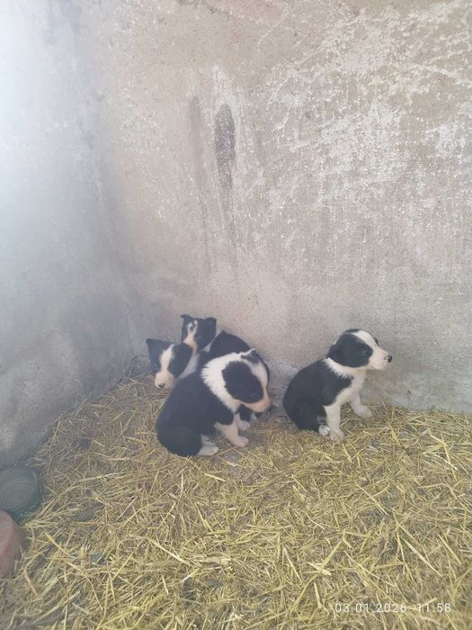 Продавам бордеро коли