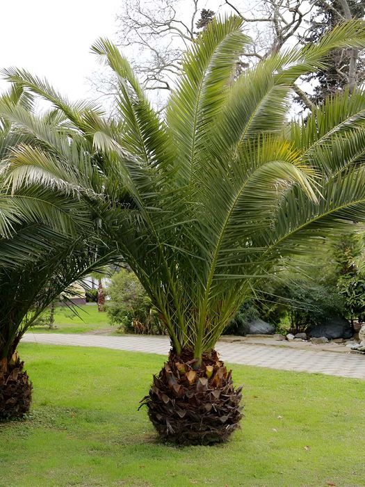 Kanar Palmasi "Luksor" urug‘i, 3 dona