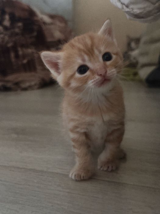 Котенок 2 месяца 1000тг