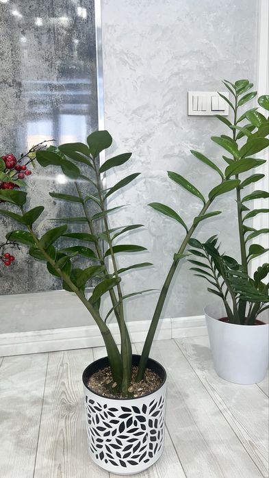 Цветы замиакулькас