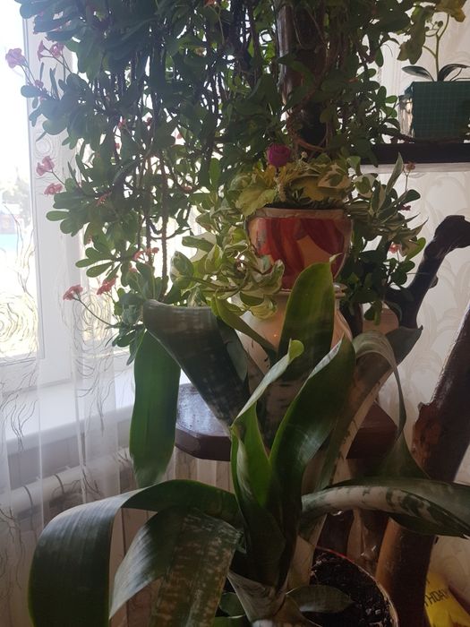 Коллекция комнатных цветов