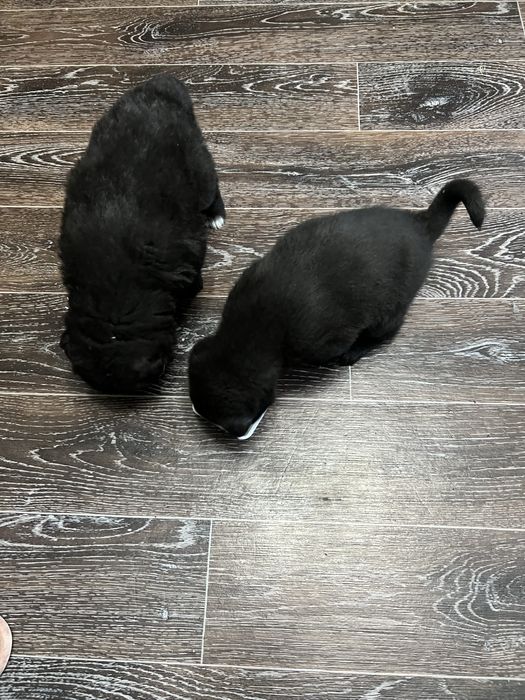 Месячные щенки бельгийской овчарки