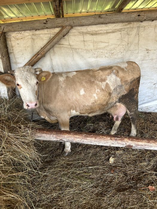 Vaca de 6 ani gestanta
