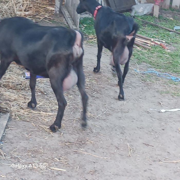 Vind capre murciano granadina rasă pură