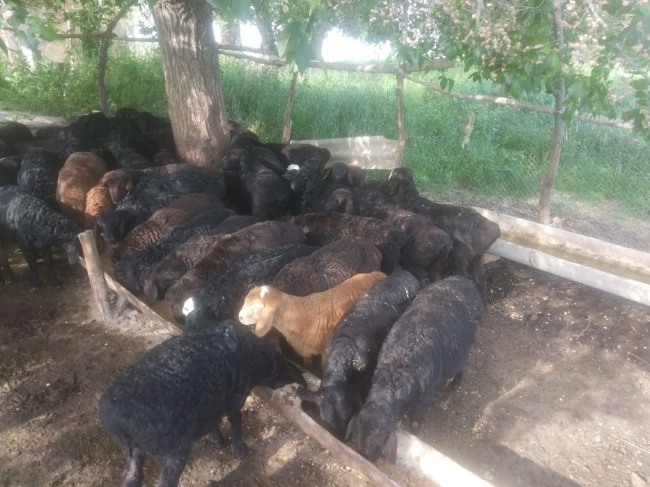 Quylar, hisori quy va quchqorlar