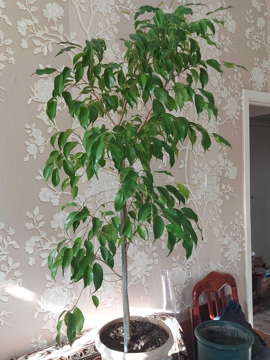 Фикусы Бенджамина 5 видов