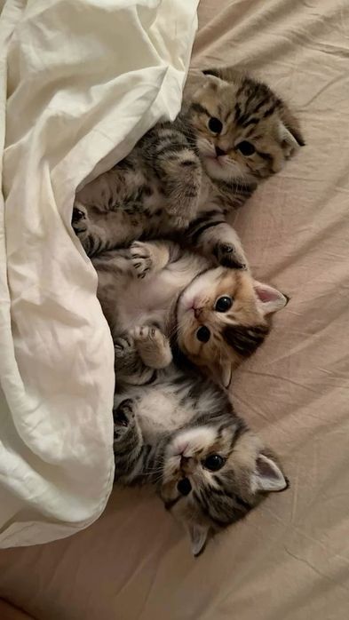Шотландские котята