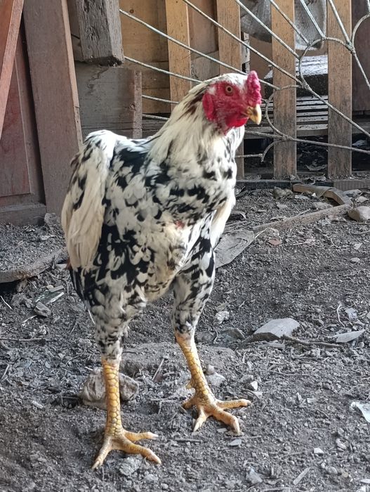 Продам Дакан шамо Сентябр