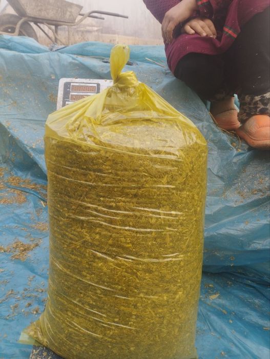 Silos sotiladi 18_20 kg