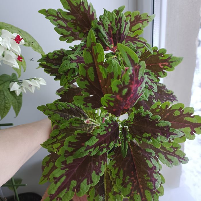 Комнатные растения