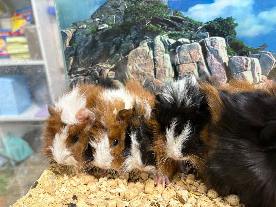 Морские свинки ( продаю)