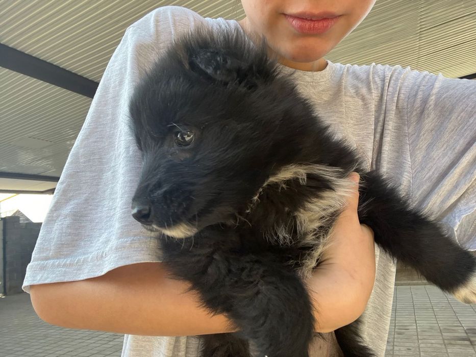 Күшік үсті таза ауру емес