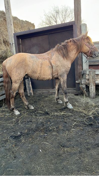 Айғыр сатылады. 2022 жылғы.