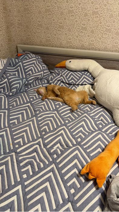 Отдам кота в добрые руки