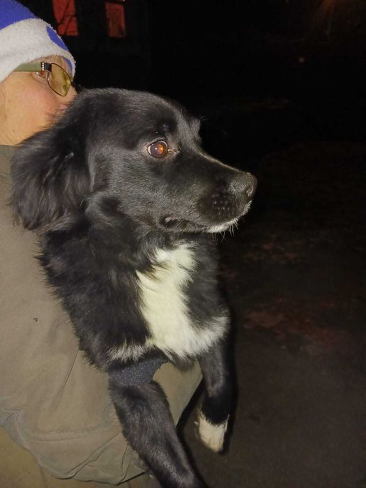 Se dau 2 câini spre adopție