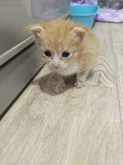 Отдаю Котят Бесплатно Сергели