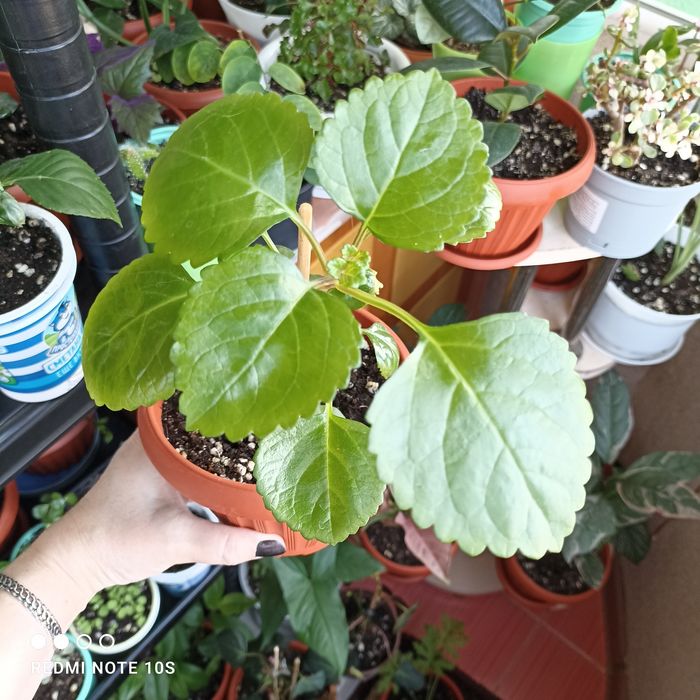 Продам комнатные растения