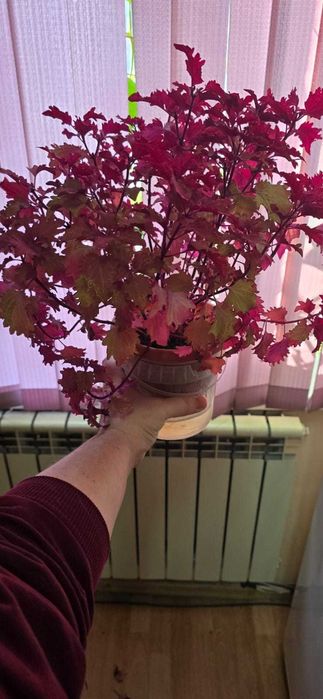 Продам комнатный цветок Колеус